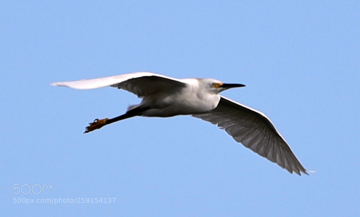 Canon EOS-1D X Mark II sample photo. 05-23-18-0019388.jpg photography