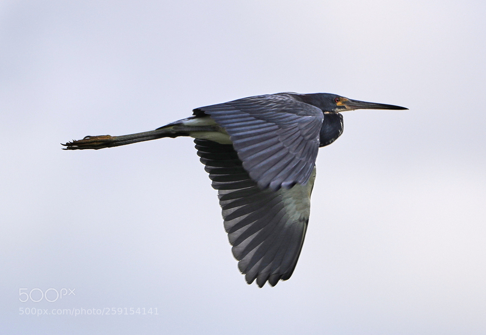 Canon EOS-1D X Mark II sample photo. 05-23-18-0019363.jpg photography