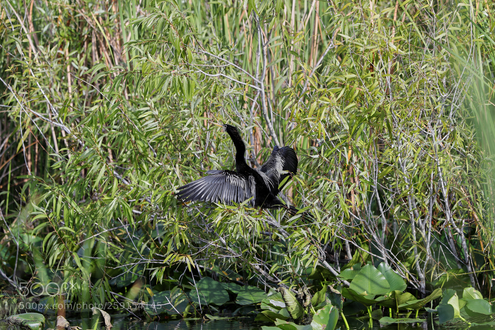 Canon EOS-1D X Mark II sample photo. 05-23-18-0019375.jpg photography