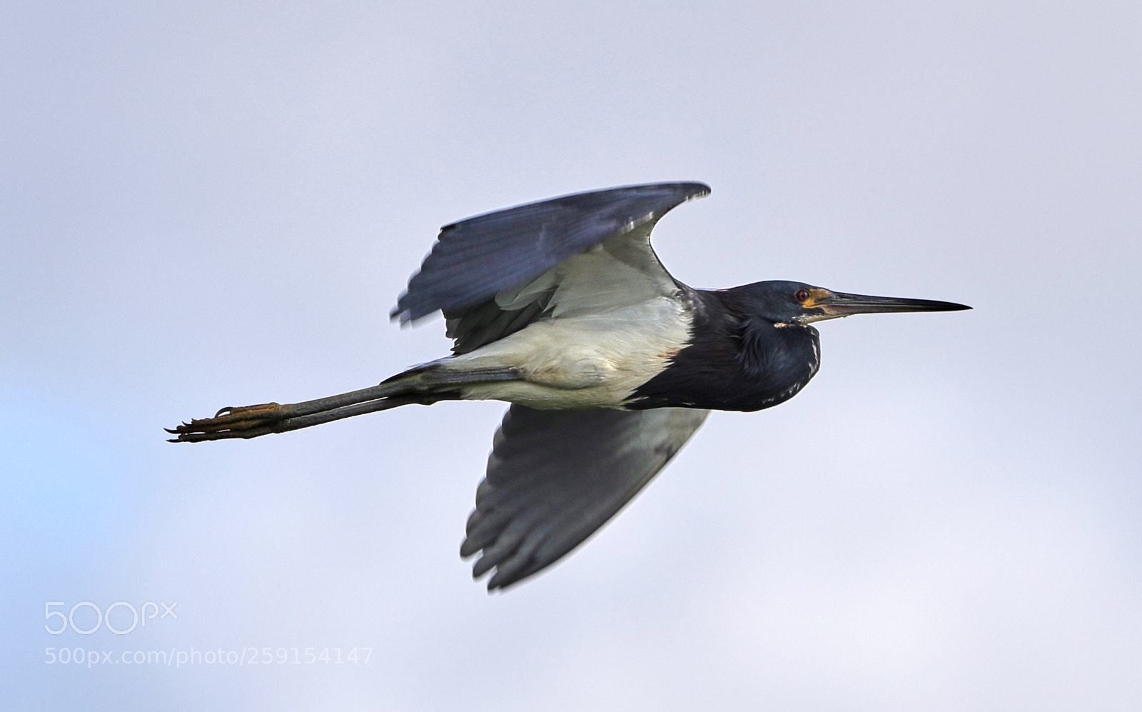 Canon EOS-1D X Mark II sample photo. 05-23-18-0019364.jpg photography