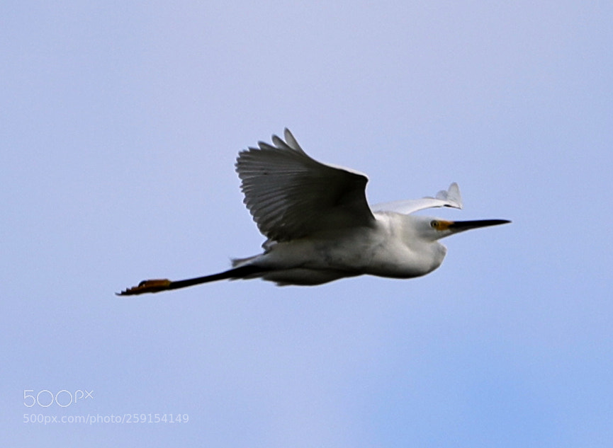 Canon EOS-1D X Mark II sample photo. 05-23-18-0019359.jpg photography