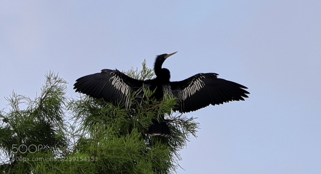 Canon EOS-1D X Mark II sample photo. 05-23-18-0019358.jpg photography