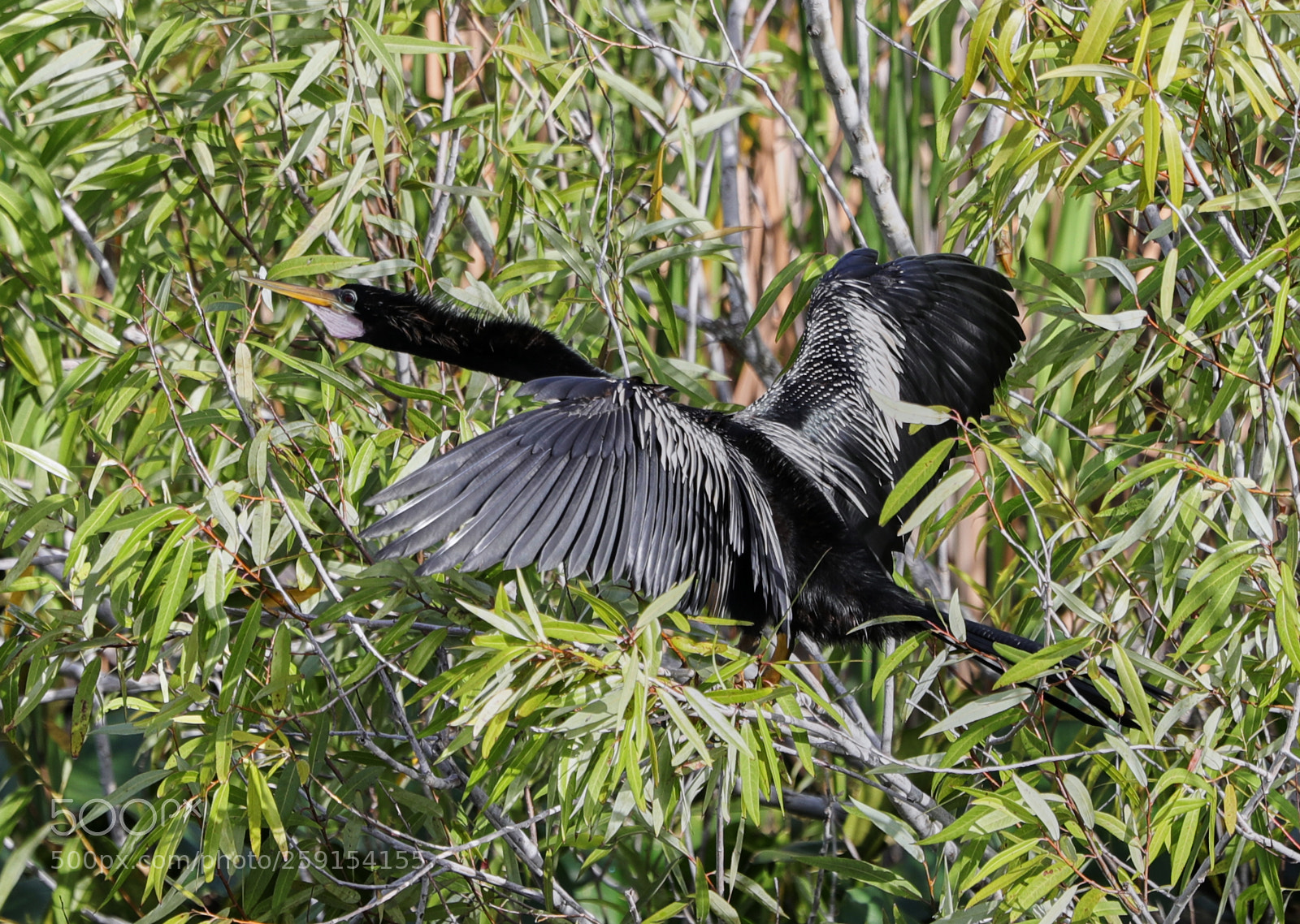 Canon EOS-1D X Mark II sample photo. 05-23-18-0019380.jpg photography