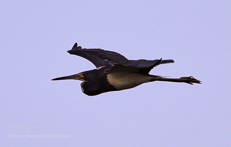 Canon EOS-1D X Mark II sample photo. 05-23-18-0019356.jpg photography