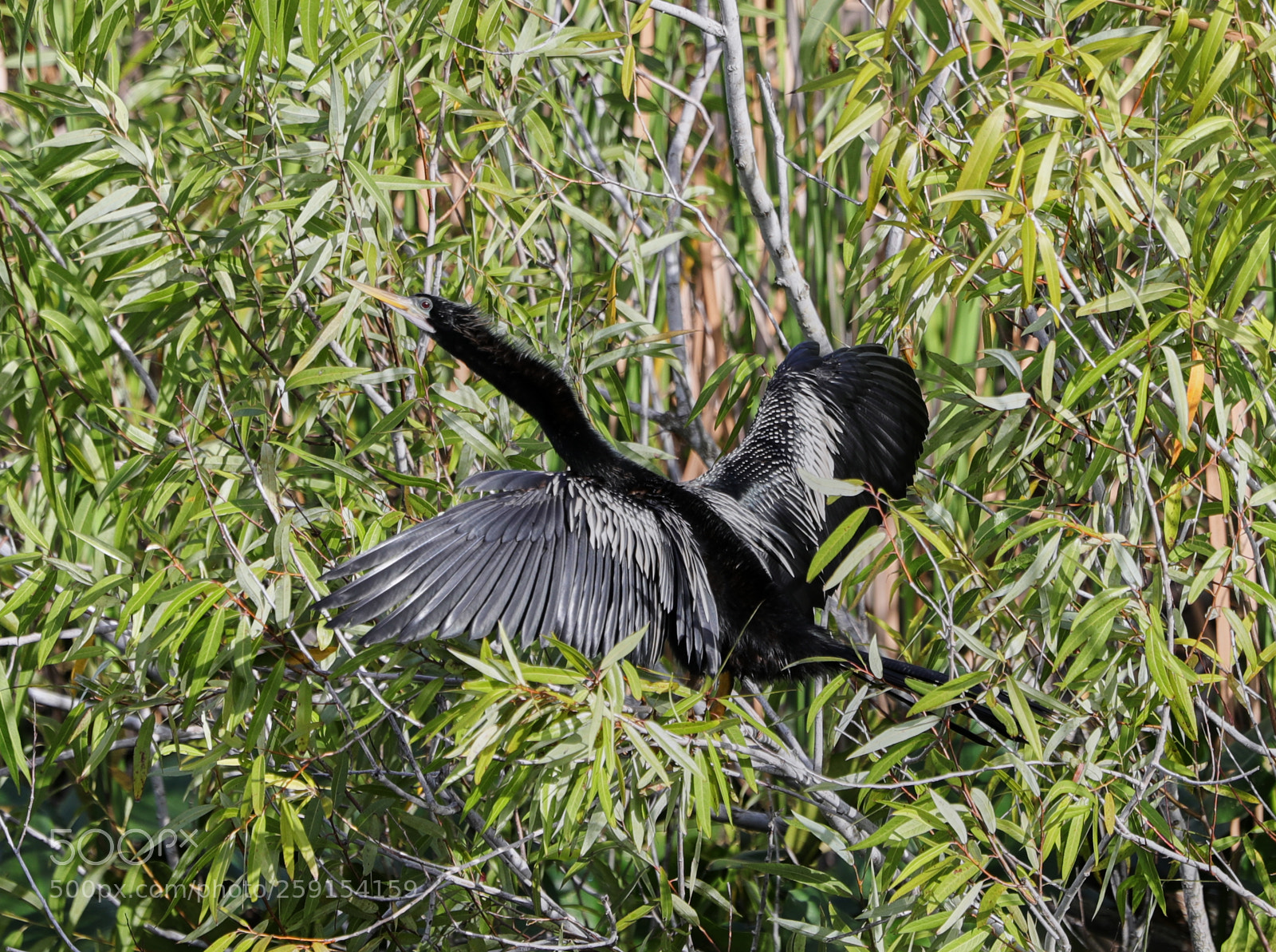 Canon EOS-1D X Mark II sample photo. 05-23-18-0019379.jpg photography