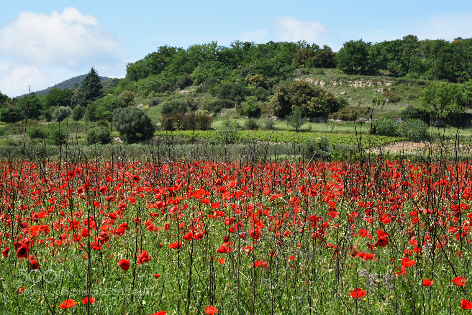 Nikon D7200 sample photo. Flowers in blossom barry photography