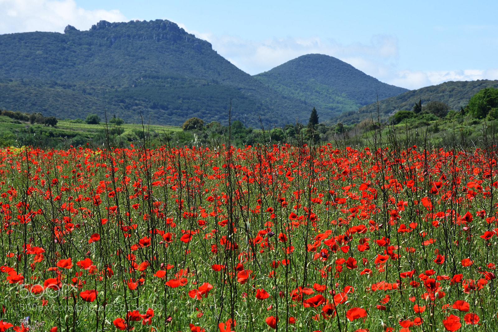 Nikon D7200 sample photo. Flowers toward plateau montpeyreux photography