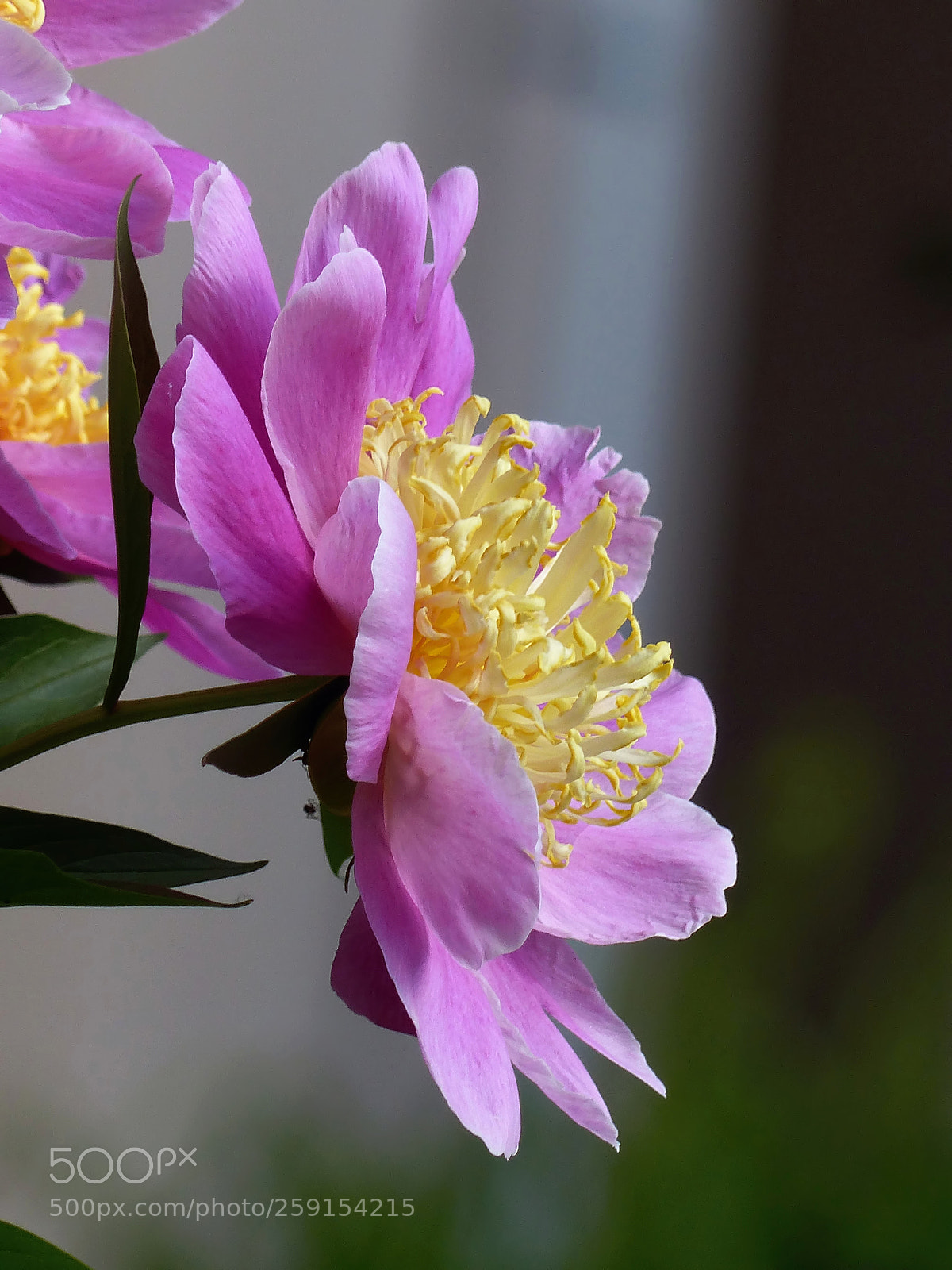Panasonic Lumix DMC-FZ200 sample photo. Peony at the house photography