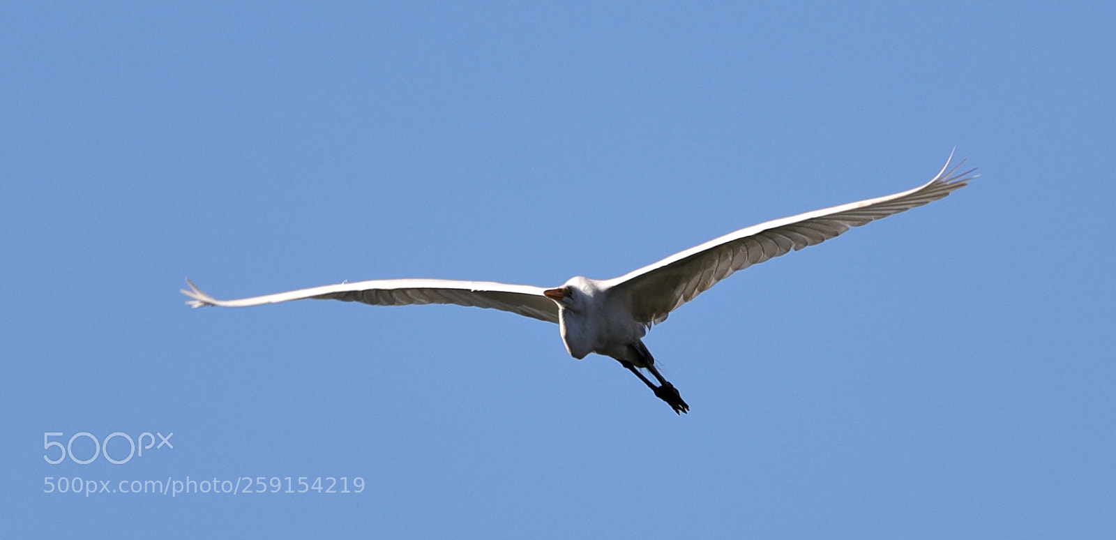 Canon EOS-1D X Mark II sample photo. 05-23-18-0019493.jpg photography