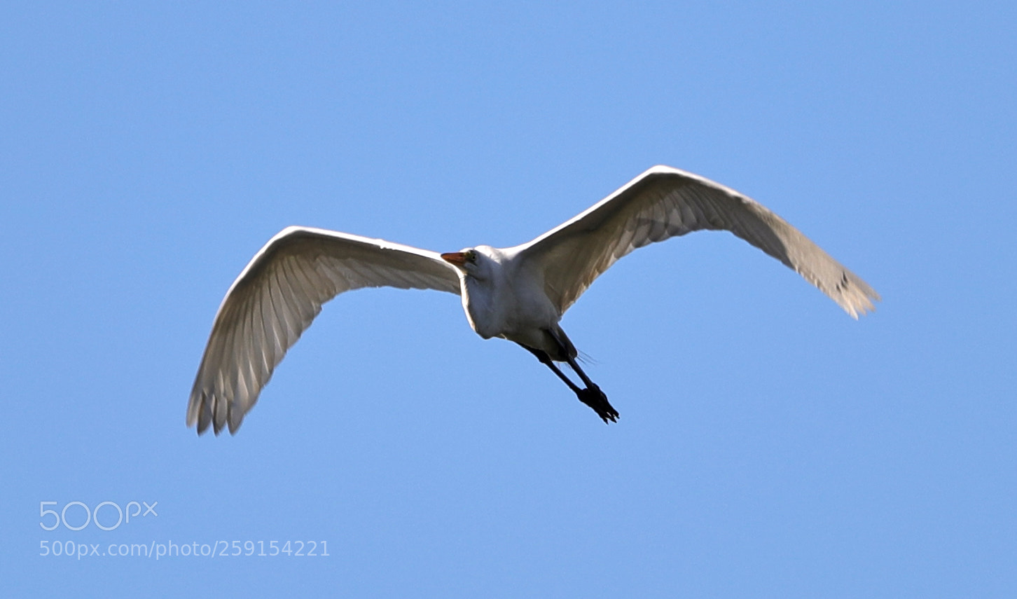 Canon EOS-1D X Mark II sample photo. 05-23-18-0019492.jpg photography