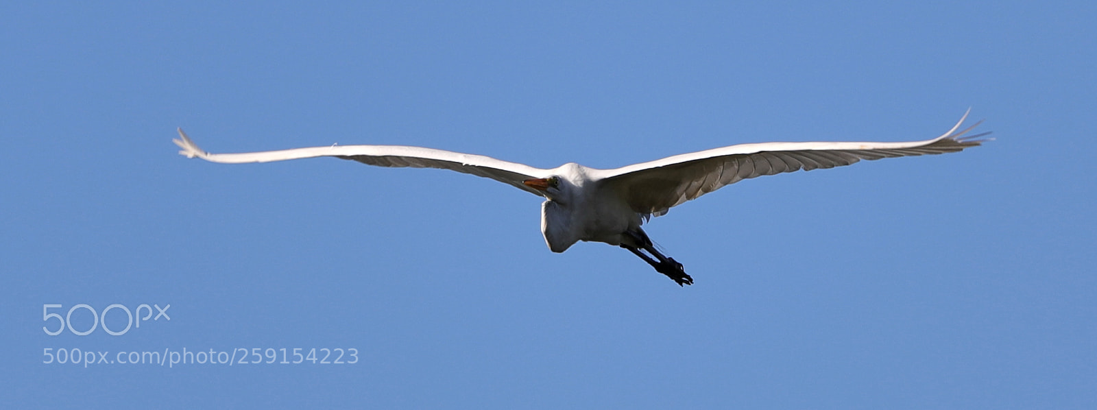 Canon EOS-1D X Mark II sample photo. 05-23-18-0019491.jpg photography