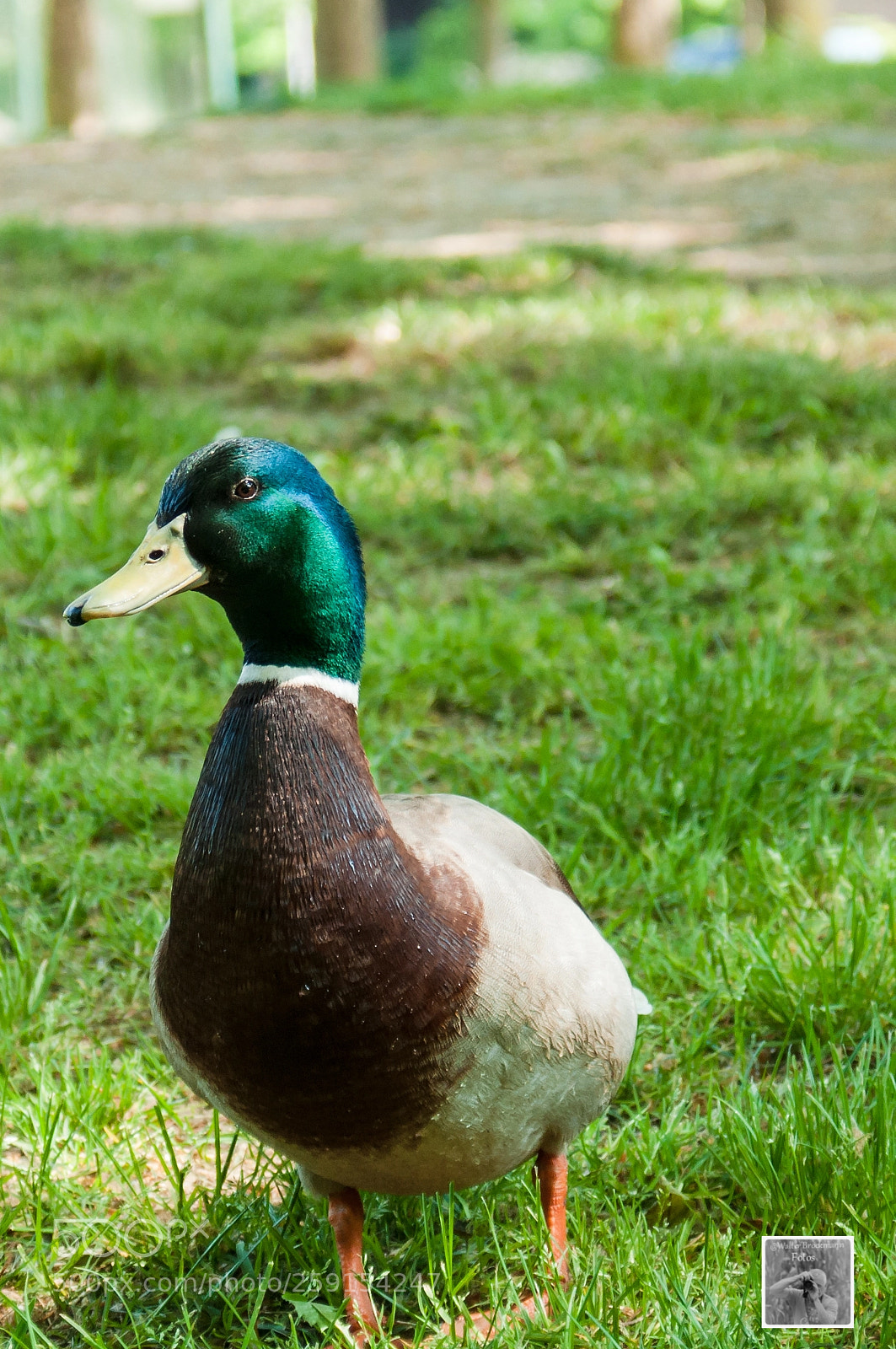 Nikon D5000 sample photo. Wasservögel/waterbyrd's photography