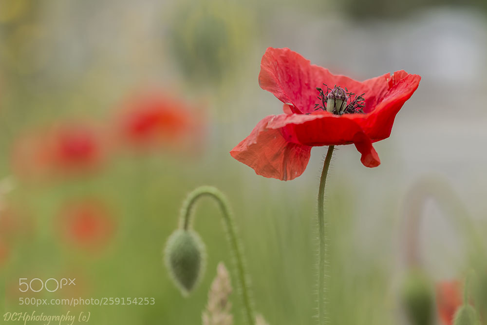 Canon EOS 650D (EOS Rebel T4i / EOS Kiss X6i) sample photo. Poppies photography