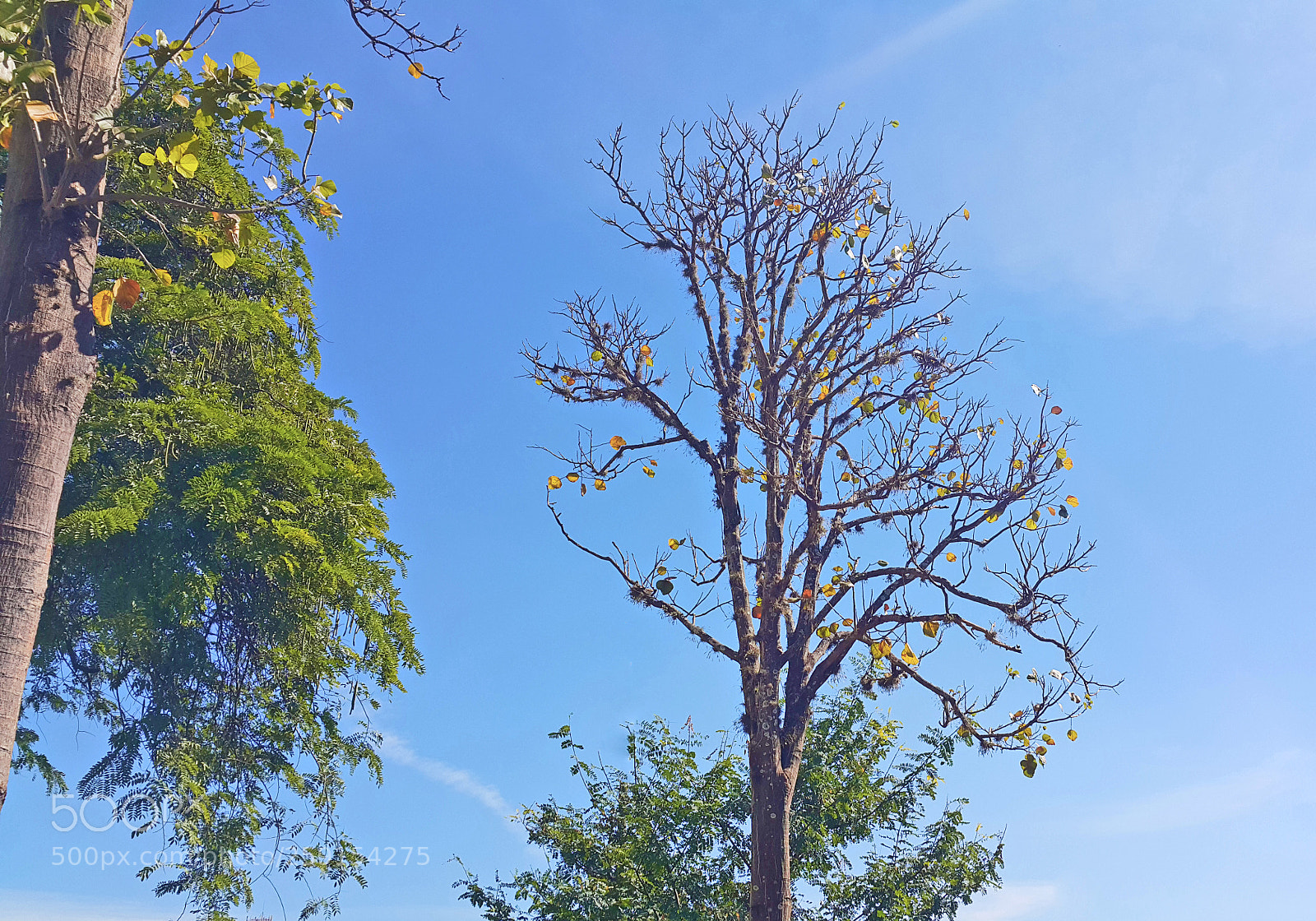 Samsung Galaxy Note4 sample photo. Árvore photography