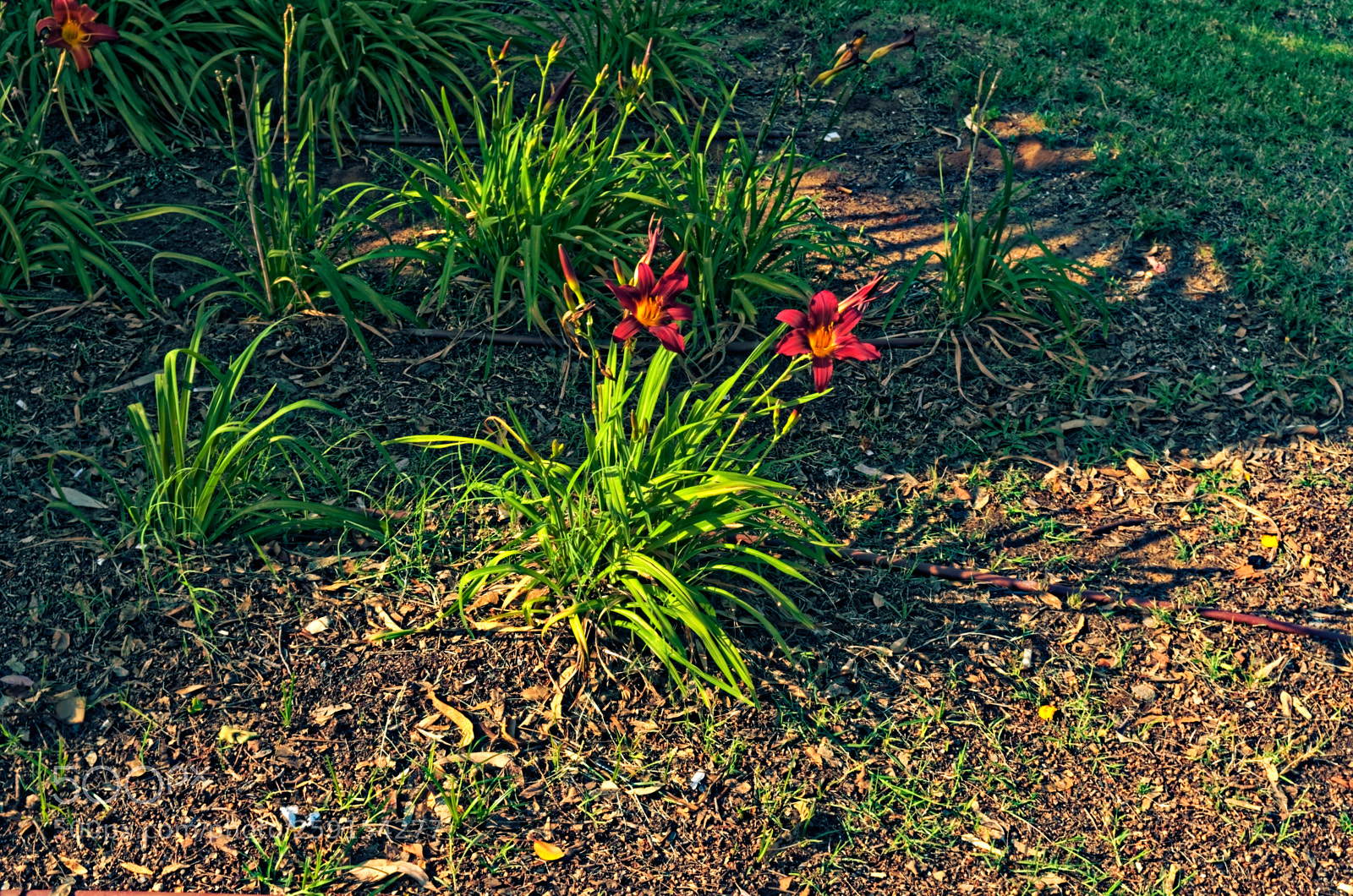 Nikon D5300 sample photo. Red flowers plant with photography