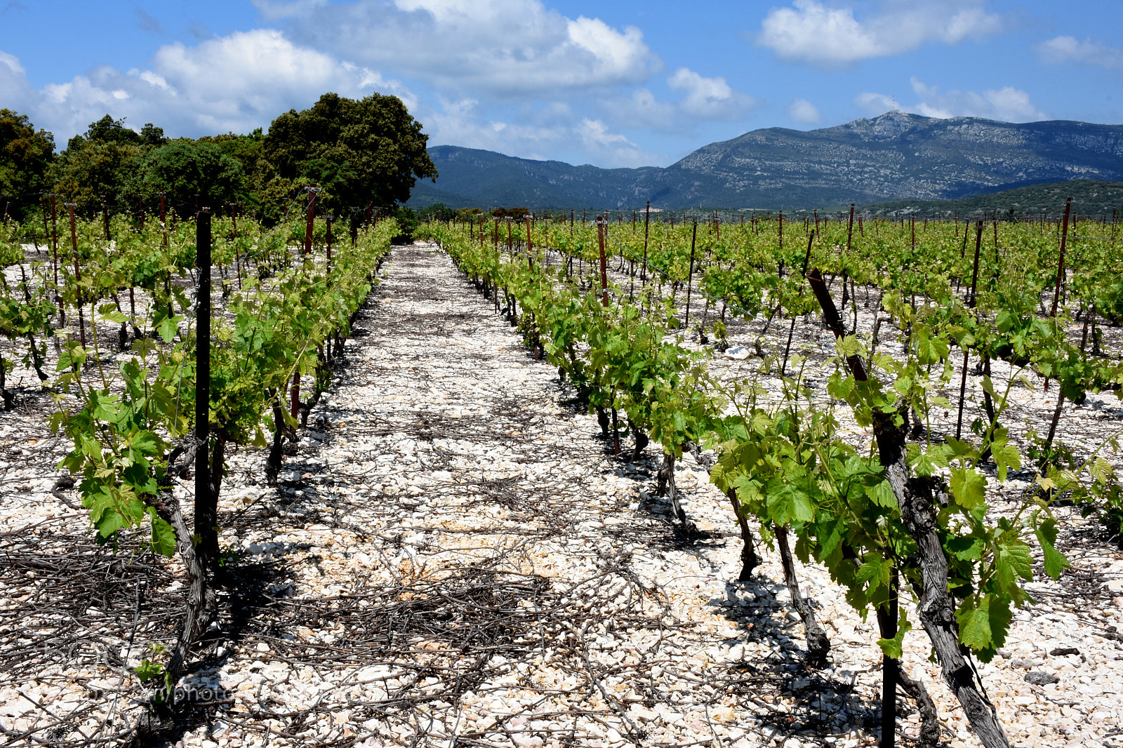Nikon D7200 sample photo. Ste etienne wine fields photography
