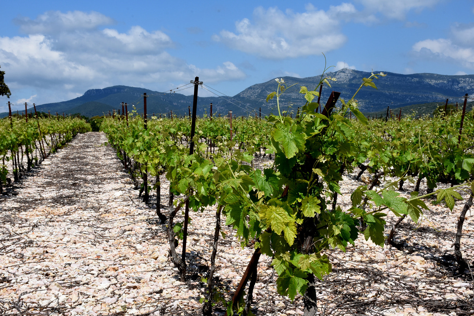 Nikon D7200 sample photo. Ste etienne wine fields photography