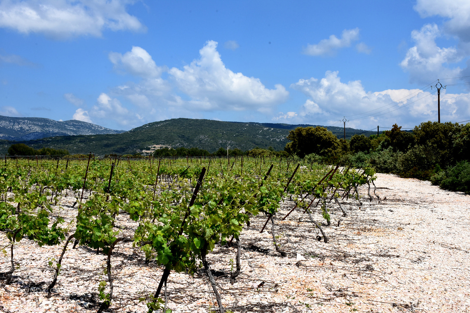 Nikon D7200 sample photo. Ste etienne wine fields photography