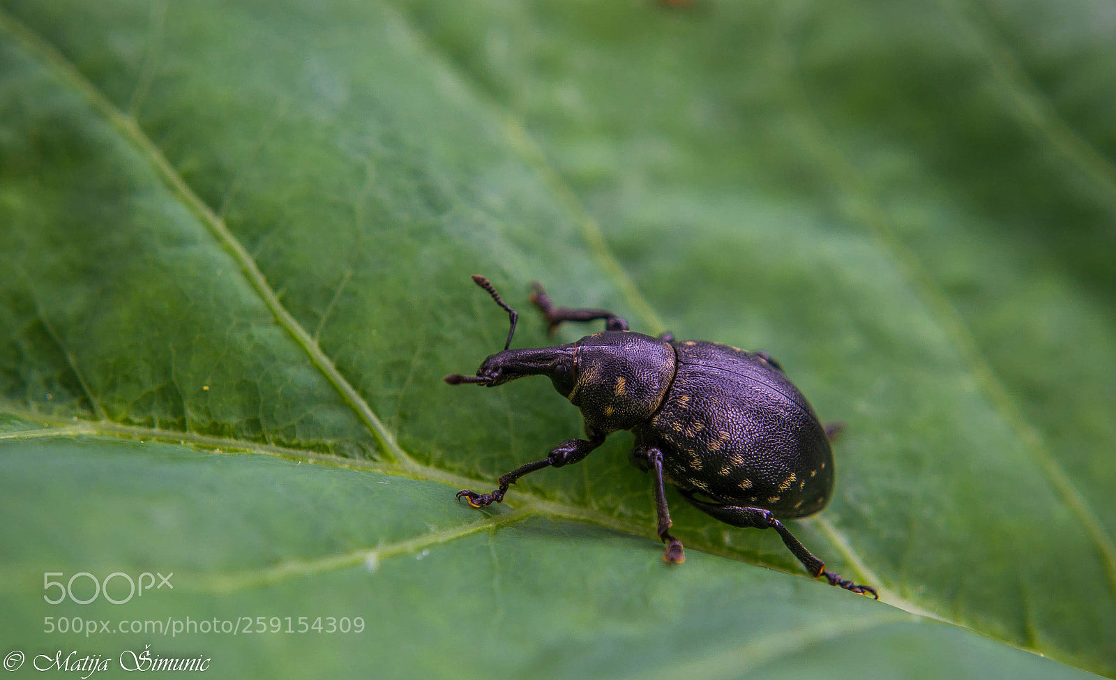 Nikon D5100 sample photo. Elephant bug photography