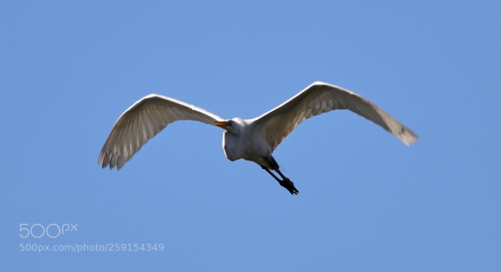 Canon EOS-1D X Mark II sample photo. 05-23-18-0019490.jpg photography