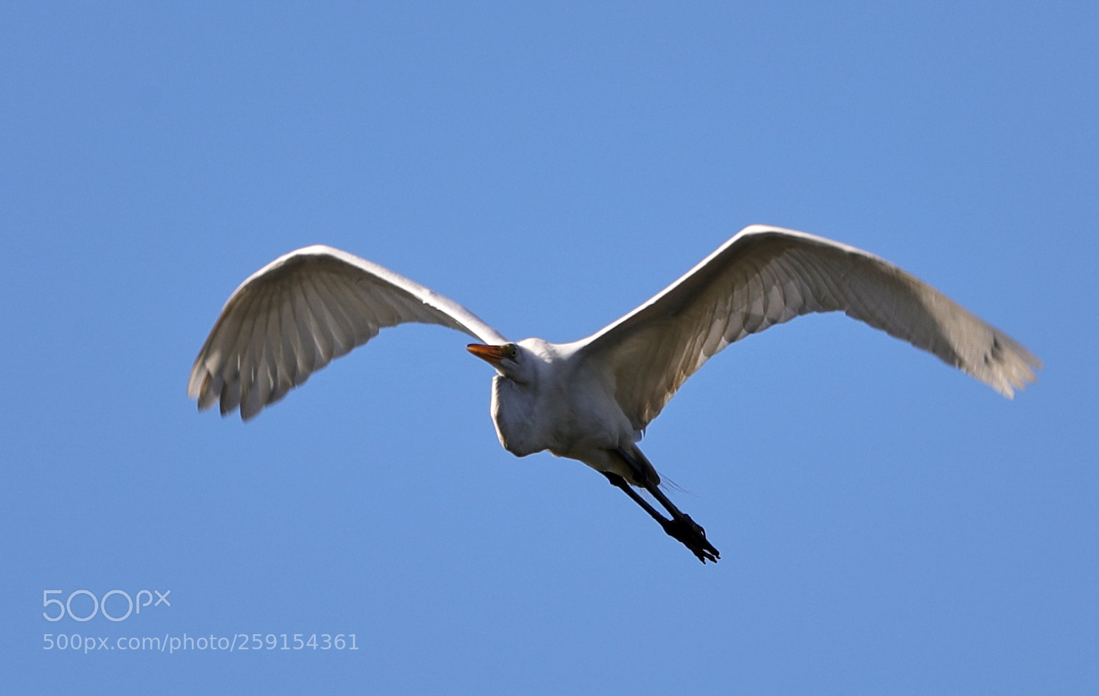 Canon EOS-1D X Mark II sample photo. 05-23-18-0019489.jpg photography