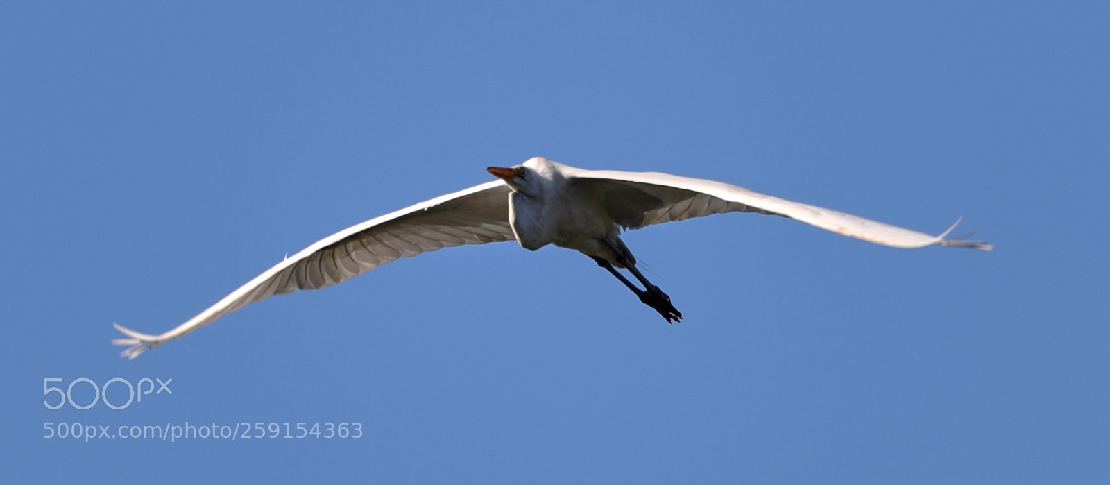Canon EOS-1D X Mark II sample photo. 05-23-18-0019488.jpg photography