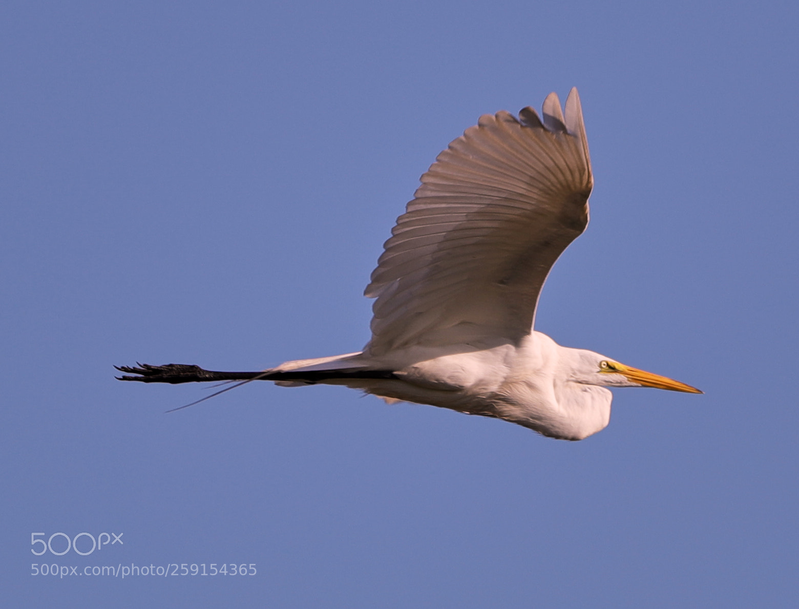 Canon EOS-1D X Mark II sample photo. 05-23-18-0019481.jpg photography