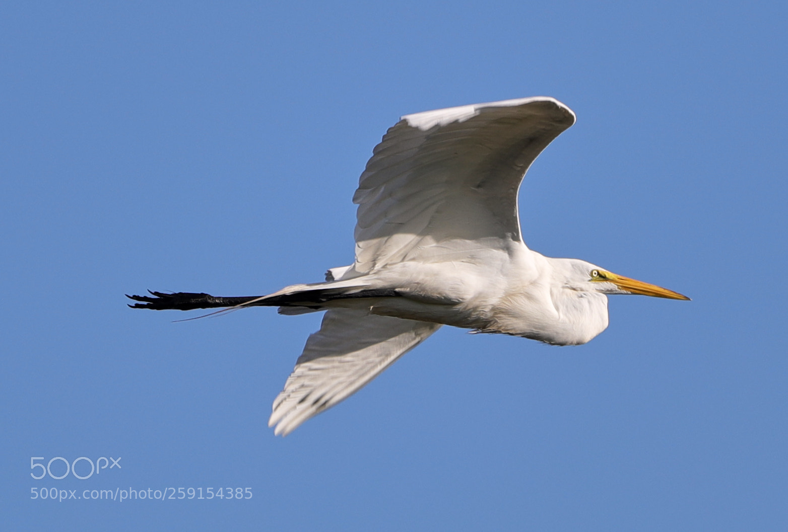 Canon EOS-1D X Mark II sample photo. 05-23-18-0019480.jpg photography