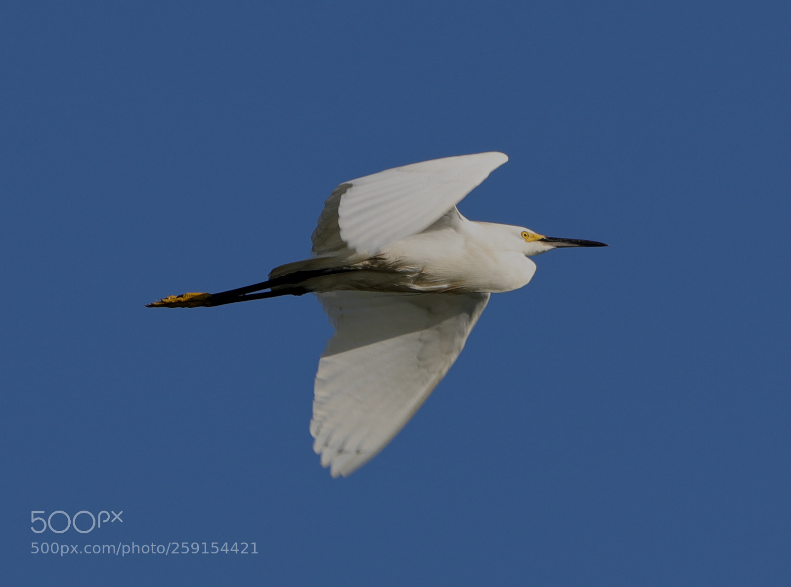 Canon EOS-1D X Mark II sample photo. 05-23-18-0019466.jpg photography