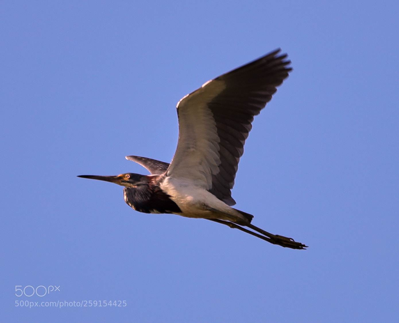 Canon EOS-1D X Mark II sample photo. 05-23-18-0019465.jpg photography