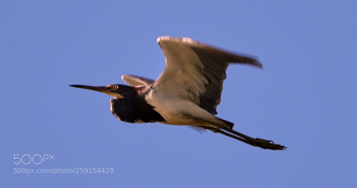 Canon EOS-1D X Mark II sample photo. 05-23-18-0019463.jpg photography