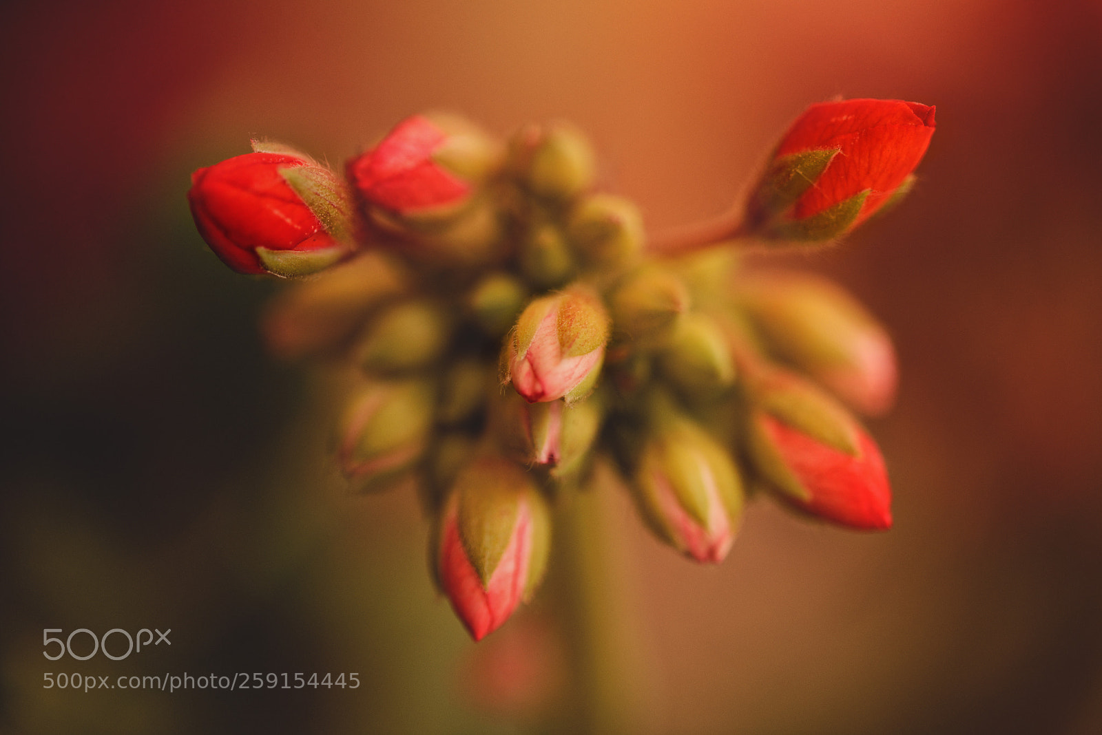 Nikon D750 sample photo. Boccioli al tramonto photography
