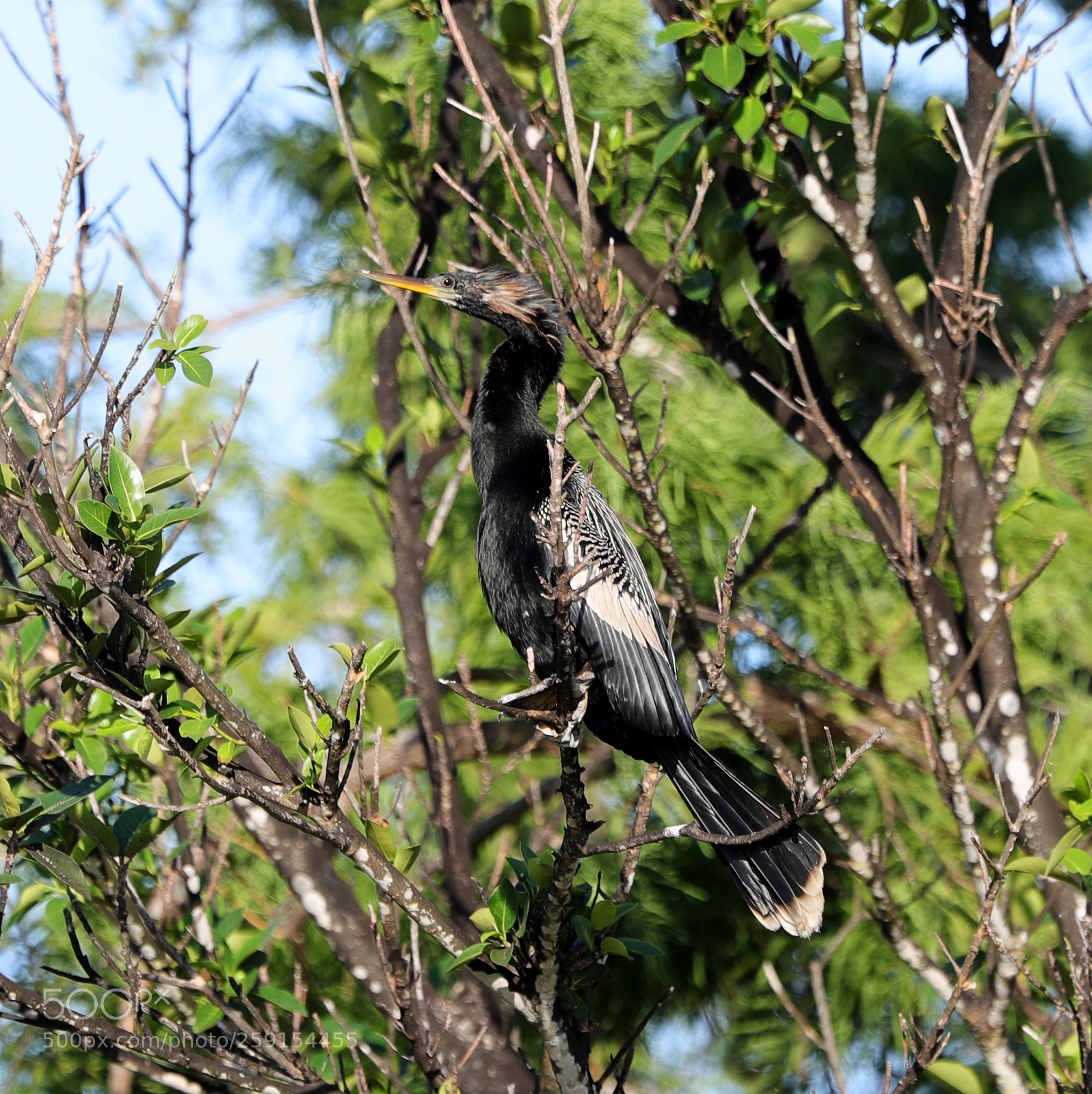 Canon EOS-1D X Mark II sample photo. 05-23-18-0019474 1.jpg photography