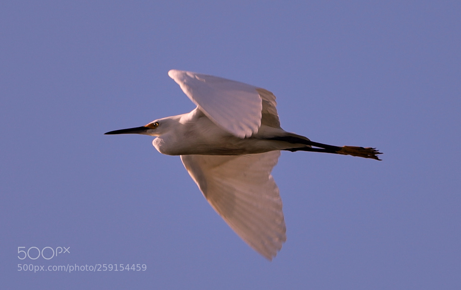 Canon EOS-1D X Mark II sample photo. 05-23-18-0019475.jpg photography