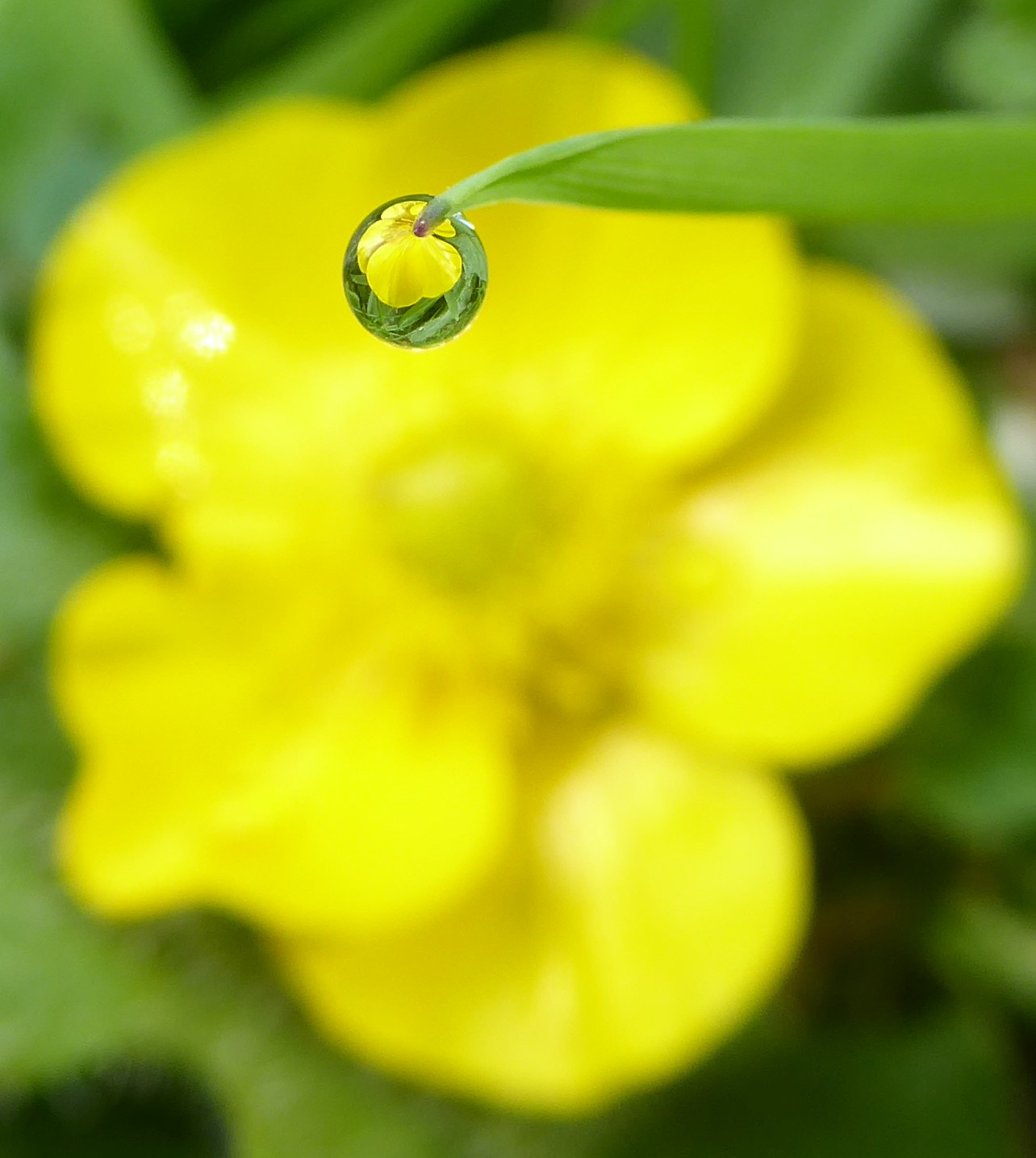 Panasonic Lumix DMC-ZS50 (Lumix DMC-TZ70) sample photo. Butterdrop photography