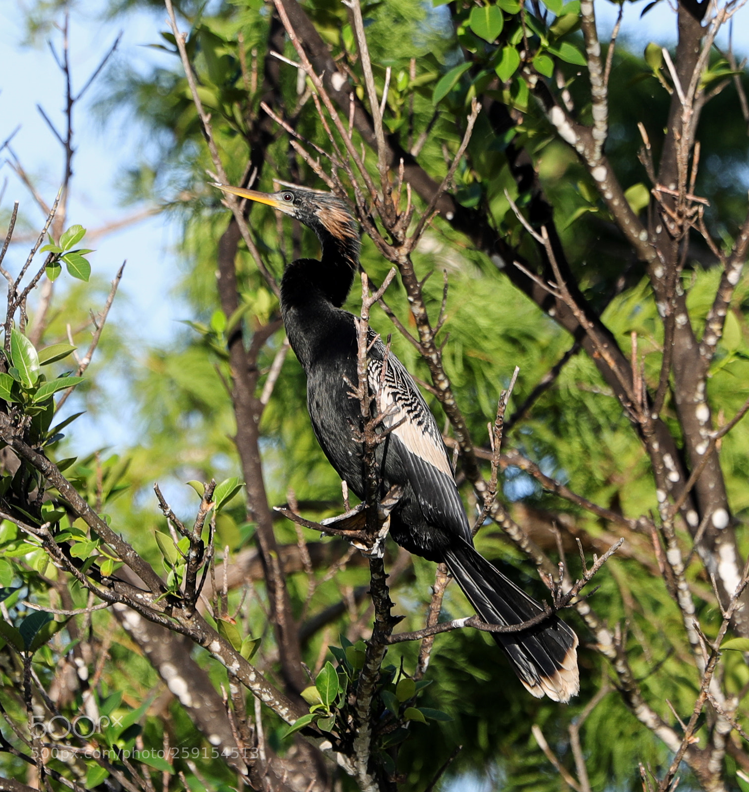 Canon EOS-1D X Mark II sample photo. 05-23-18-0019469 1.jpg photography