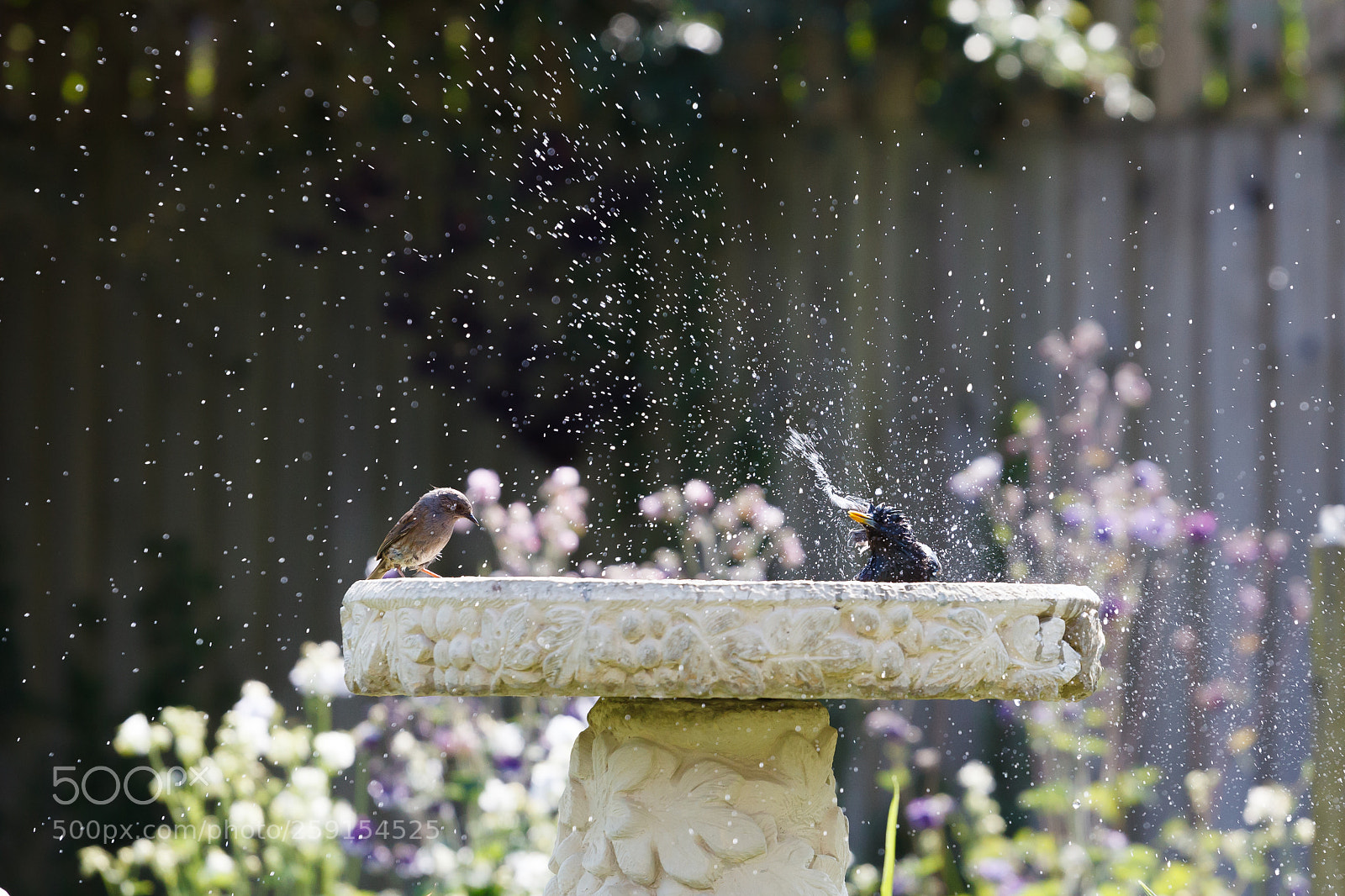 Canon EOS 5D Mark II sample photo. Make a splash photography