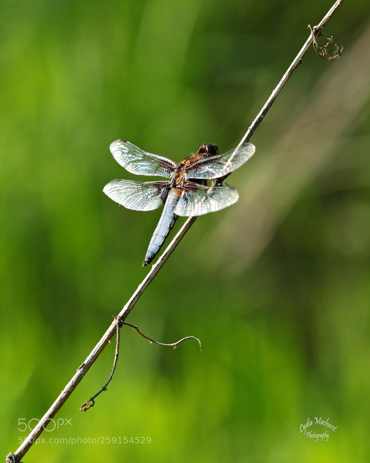 Canon EOS 7D Mark II sample photo. Blue plateau libelle photography