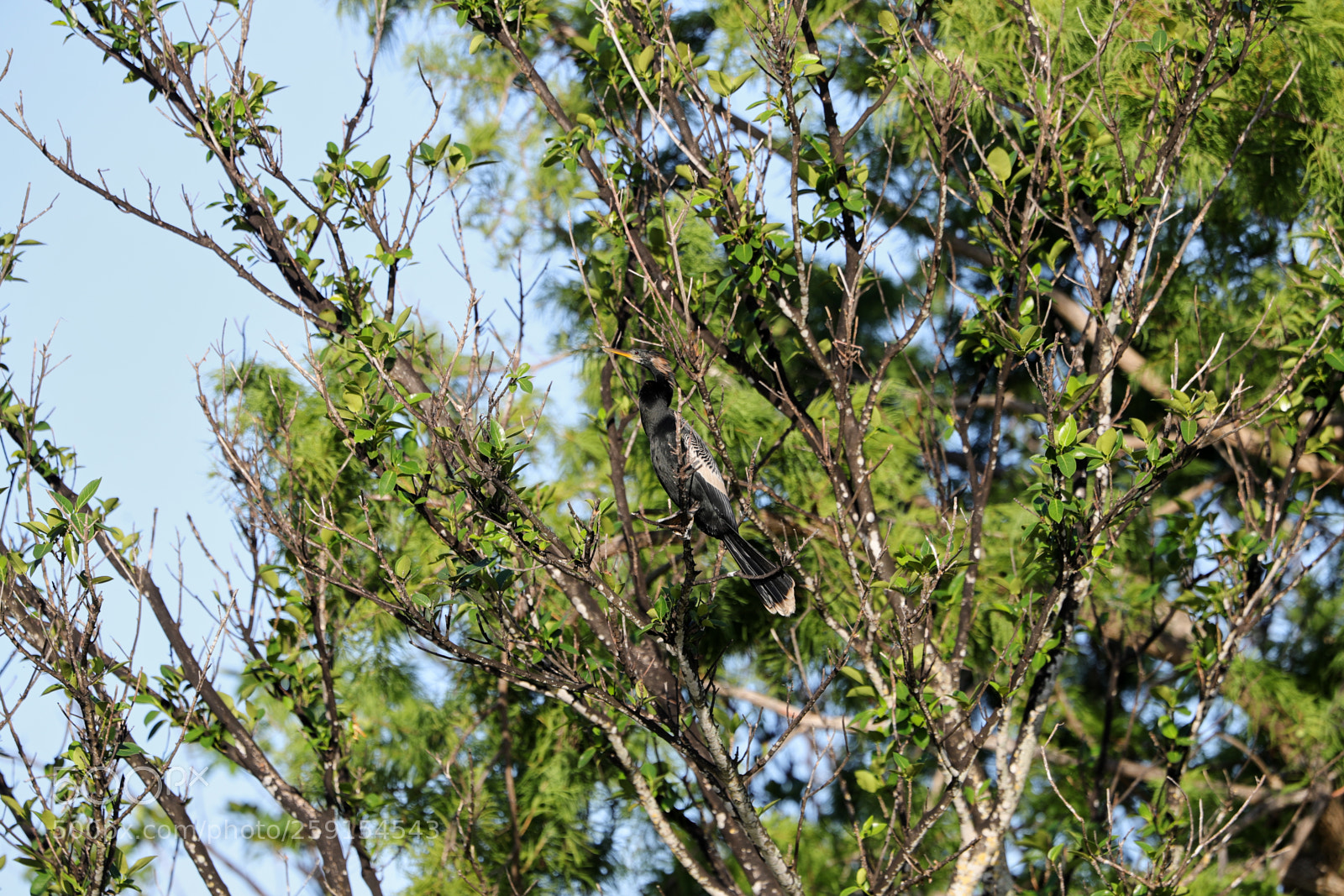 Canon EOS-1D X Mark II sample photo. 05-23-18-0019470.jpg photography