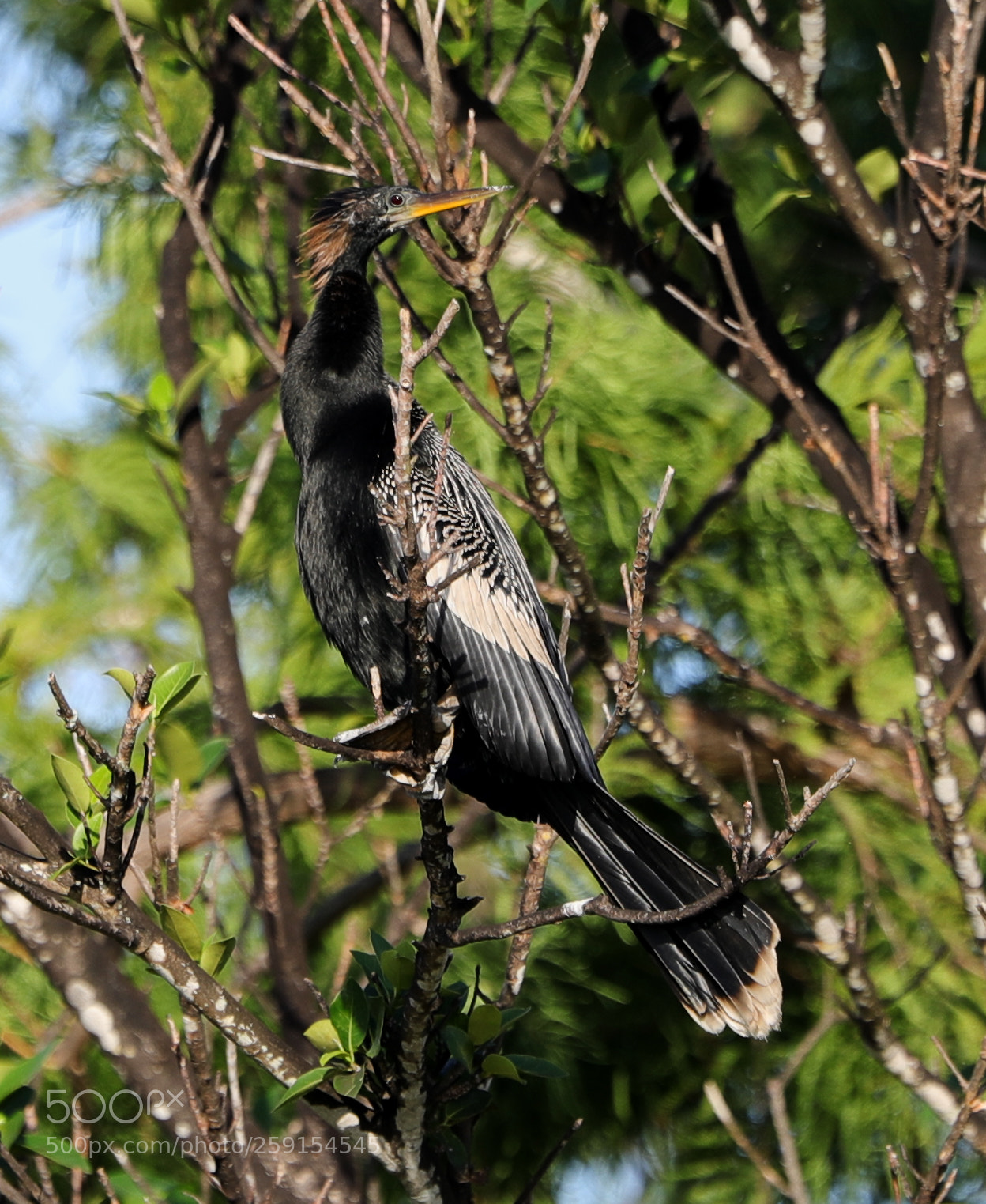 Canon EOS-1D X Mark II sample photo. 05-23-18-0019473.jpg photography