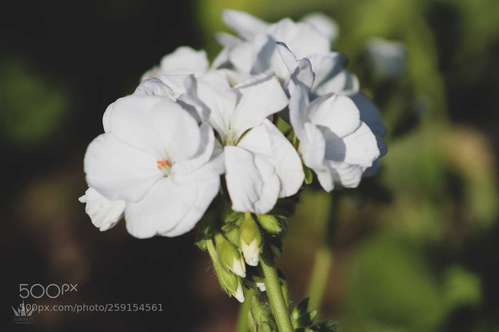 Canon EOS 1300D (EOS Rebel T6 / EOS Kiss X80) sample photo. White flowers photography