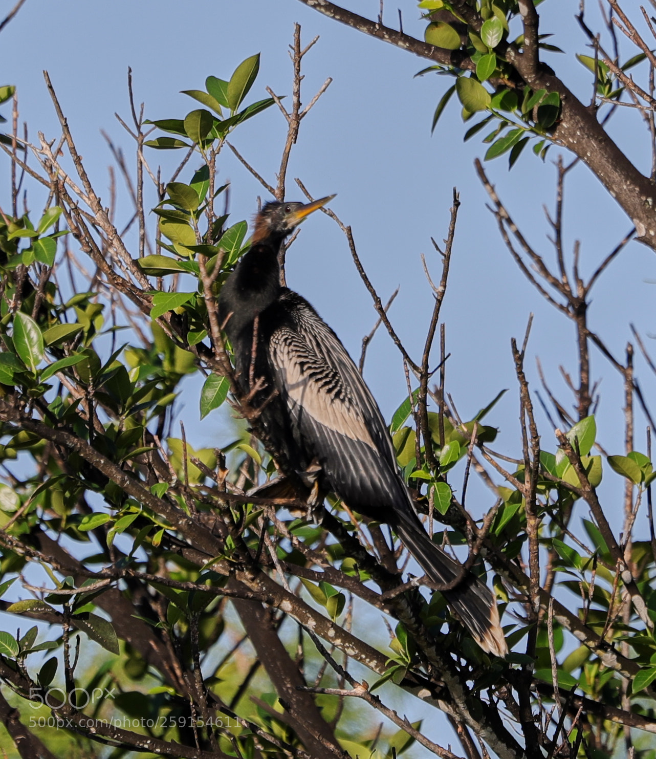 Canon EOS-1D X Mark II sample photo. 05-23-18-0019483.jpg photography