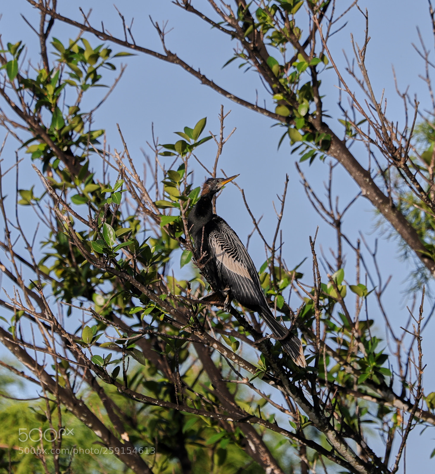 Canon EOS-1D X Mark II sample photo. 05-23-18-0019484.jpg photography