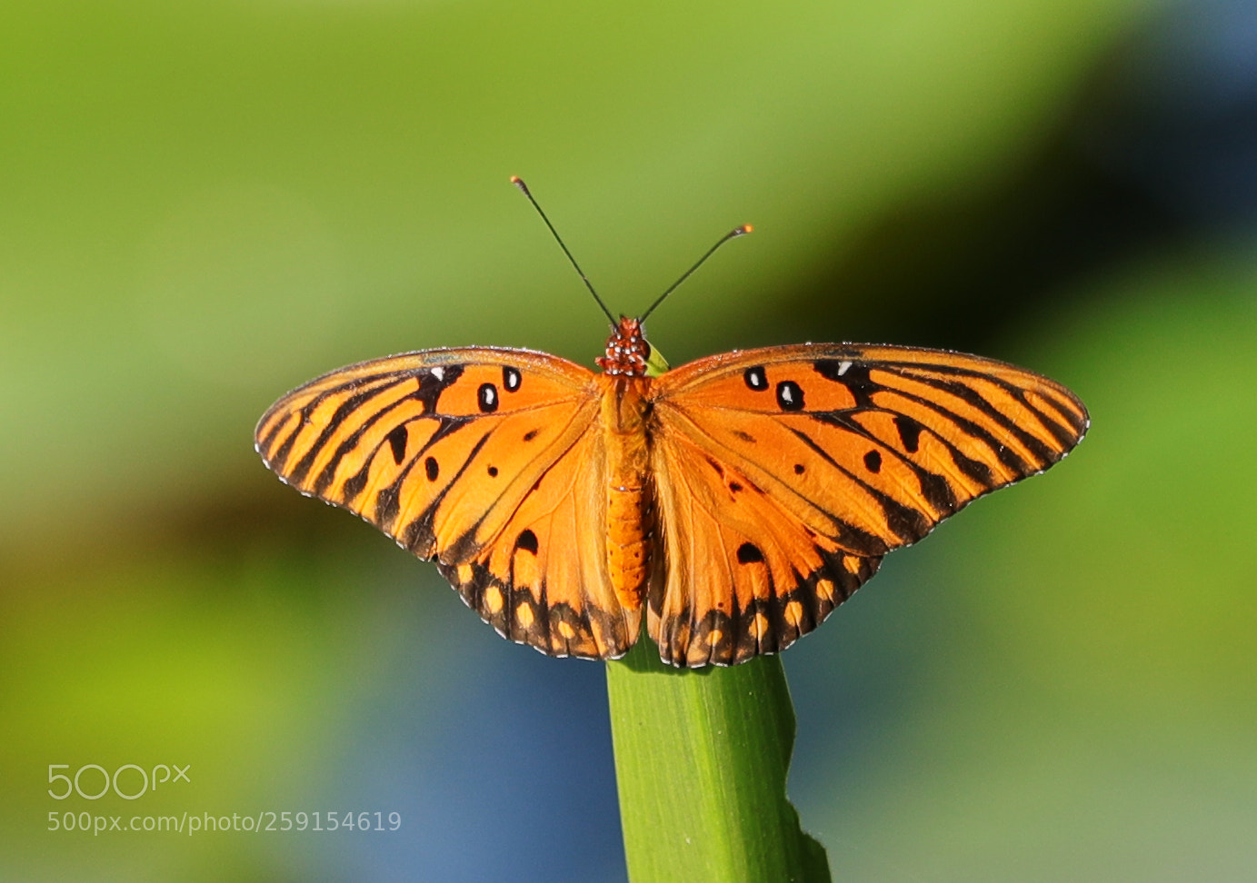 Canon EOS-1D X Mark II sample photo. 05-23-18-0019508.jpg photography