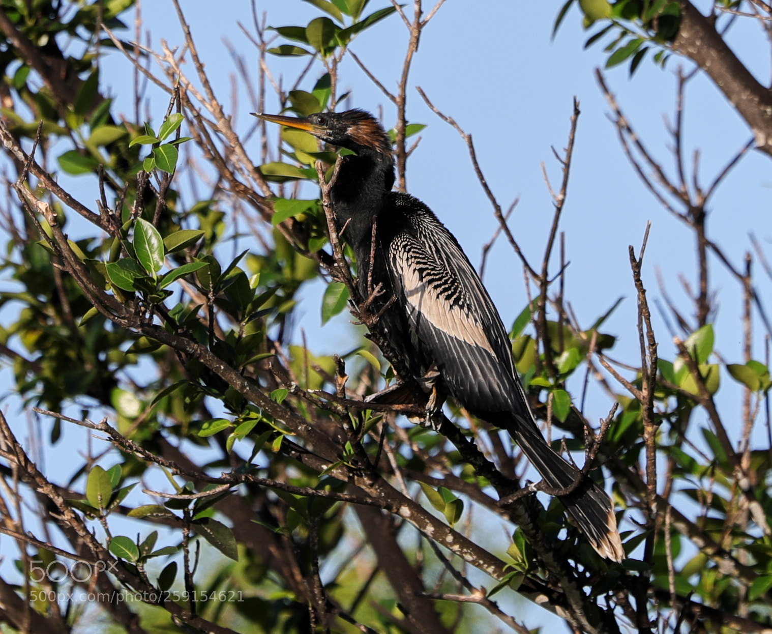Canon EOS-1D X Mark II sample photo. 05-23-18-0019482.jpg photography