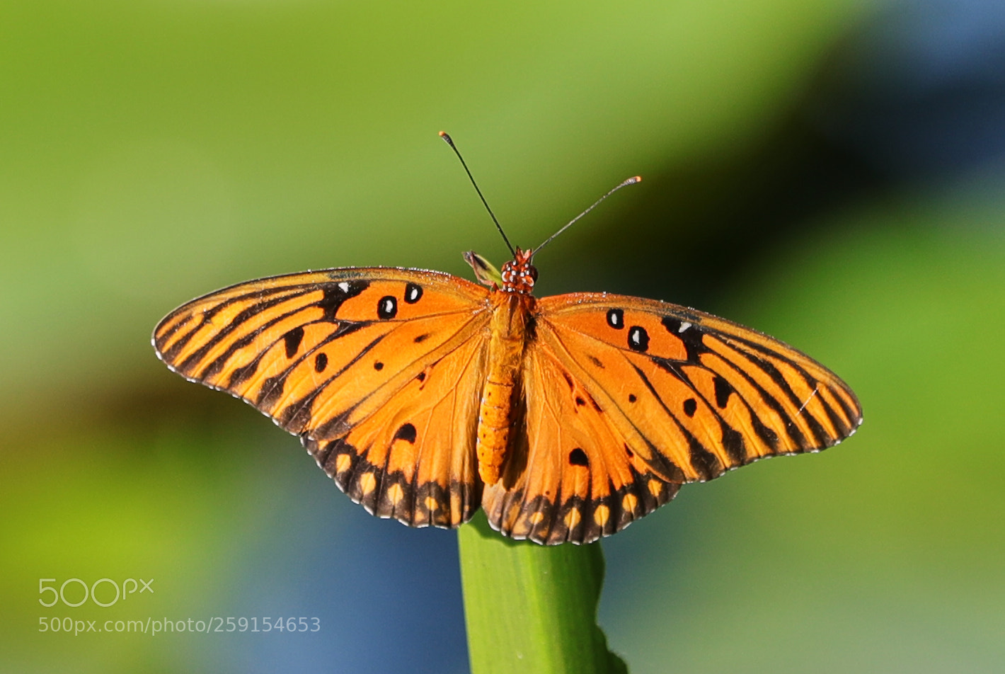 Canon EOS-1D X Mark II sample photo. 05-23-18-0019507.jpg photography