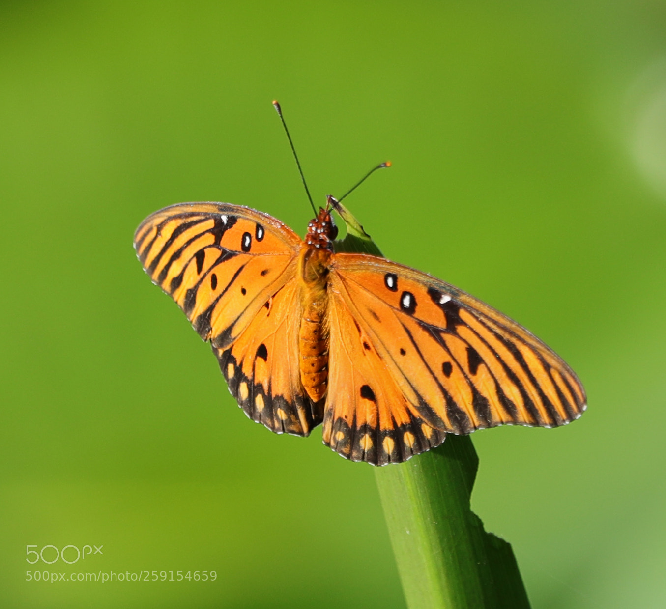 Canon EOS-1D X Mark II sample photo. 05-23-18-0019506.jpg photography