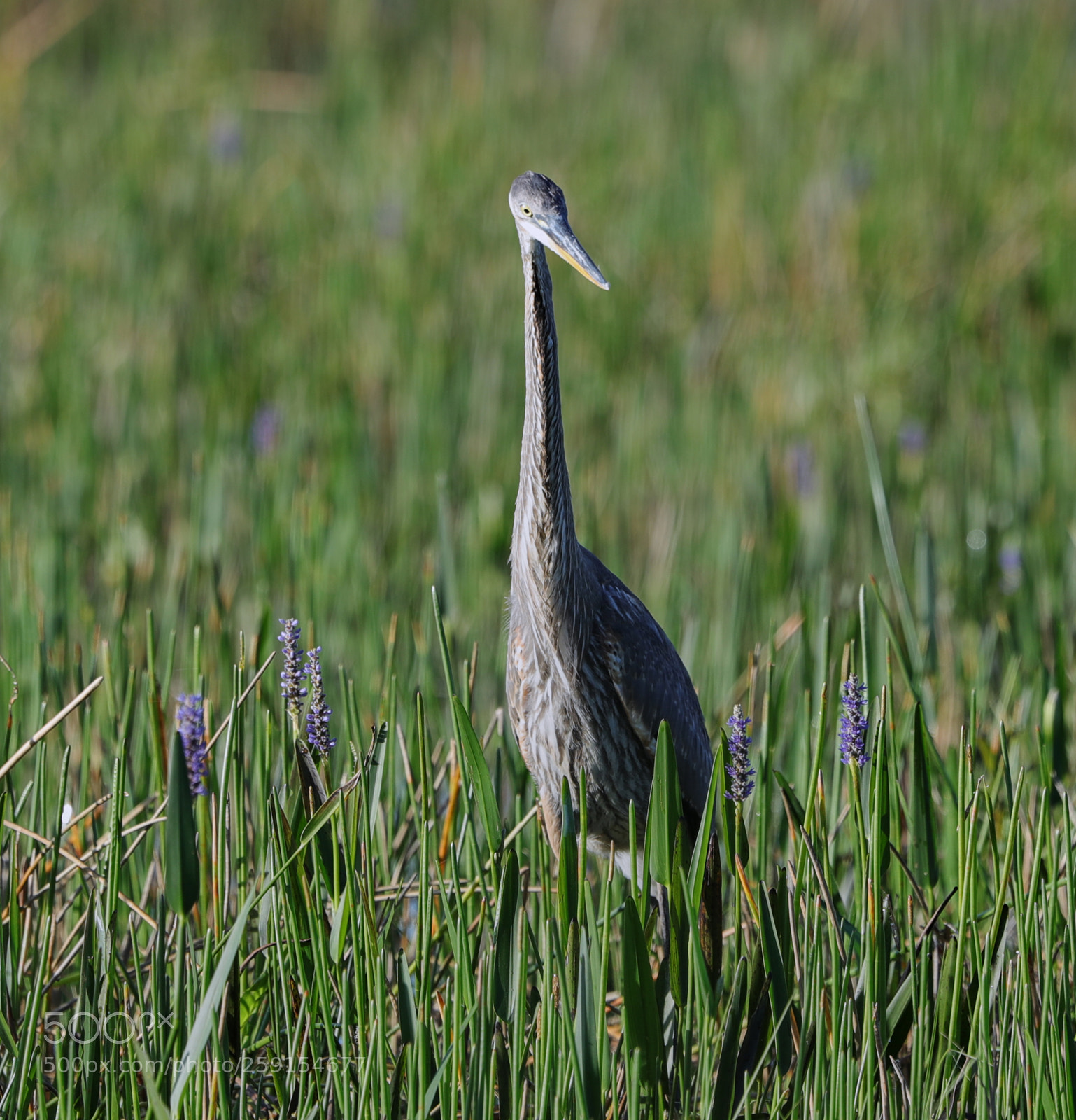 Canon EOS-1D X Mark II sample photo. 05-23-18-0019530.jpg photography