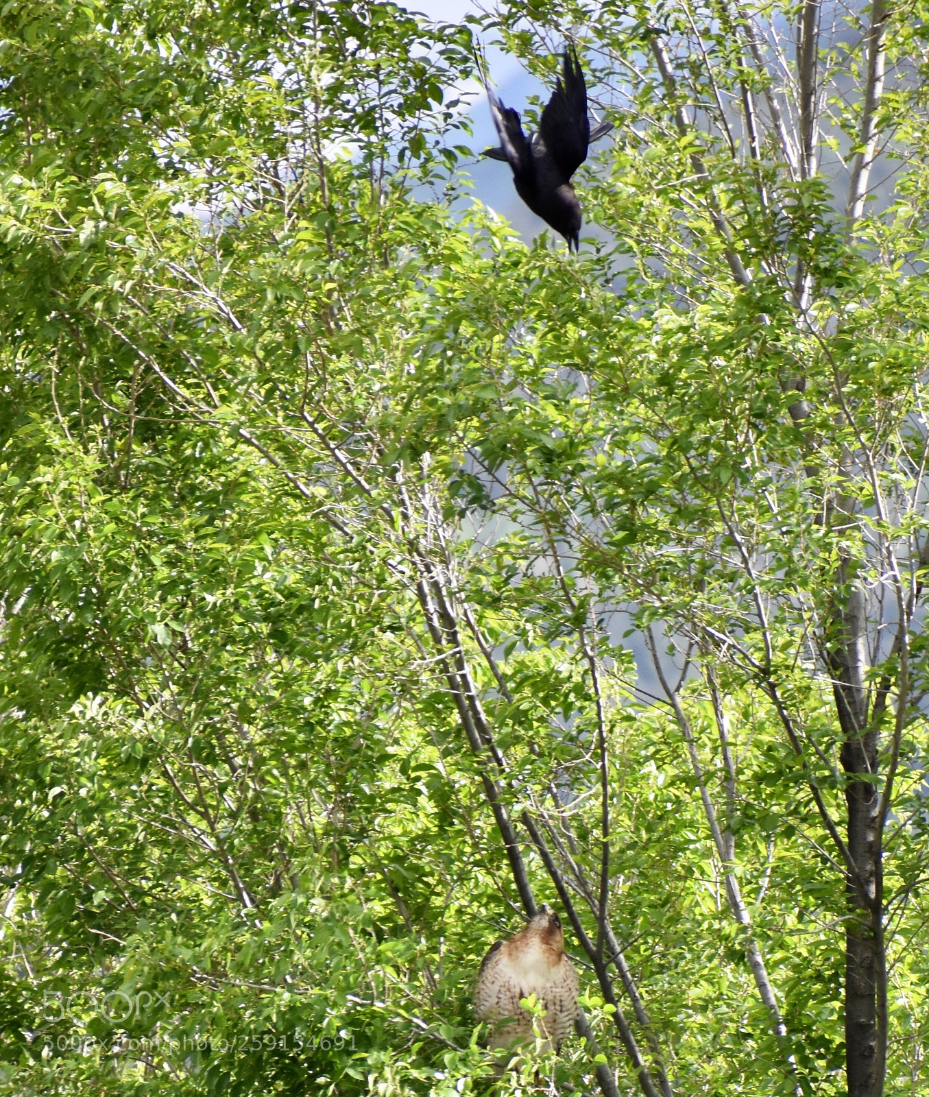 Nikon D3400 sample photo. Territorial dispute photography