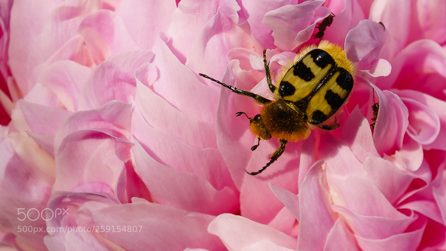 Sony a7 II sample photo. Pinselkäfer photography